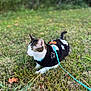 Ranger is registered to the contest to win money with this photo: cat, tabby_cat, pet, grass, sweater, leash, outdoor, autumn_leaf, close_up, shallow_depth_of_field, bokeh, green, meadow, animal, domestic_cat, white_fur, harness, portrait, fall, curious