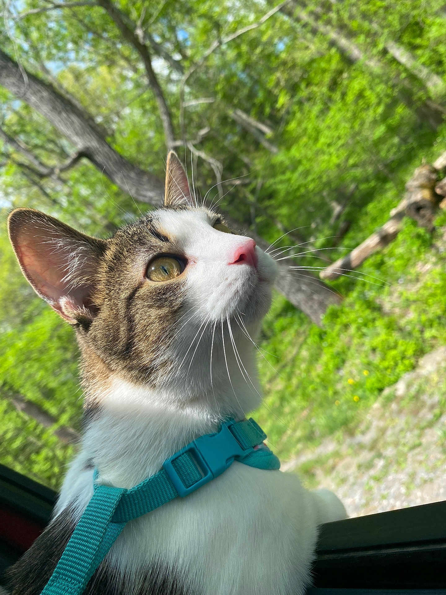 Ranger joined the competition — help win amazing prizes! cat, feline, whiskers, harness, collar, outdoor, nature, trees, greenery, leaves, close_up, portrait, car_window, window, pink_nose, tabby, white_fur, ears, sunlight, alert