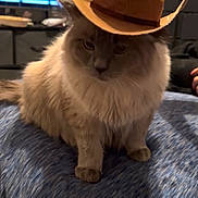 Yeti joined the competition — help win amazing prizes! cat, cowboy_hat, animal, indoor, furniture, television, blue, fluffy, pet, cute, domestic, mammal, sitting, fur, hat, table, living_room, household, resting, portrait