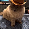 cat, cowboy_hat, animal, indoor, furniture, television, blue, fluffy, pet, cute, domestic, mammal, sitting, fur, hat, table, living_room, household, resting, portrait