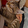Phat Boi is registered to the contest to win money with this photo: cat, kitten, sleeping, tabby, pet, animal, whiskers, fur, closeup, hand, human, comfort, rest, cozy, indoor, cuddle, relax, ears, striped, nap