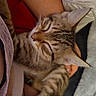 Phat Boi joined the competition — help win amazing prizes! cat, kitten, sleeping, tabby, pet, animal, feline, closeup, cozy, relaxed, domestic_animal, fur, whiskers, paw, ear, human_arm, resting, indoor, comfort, cuddle