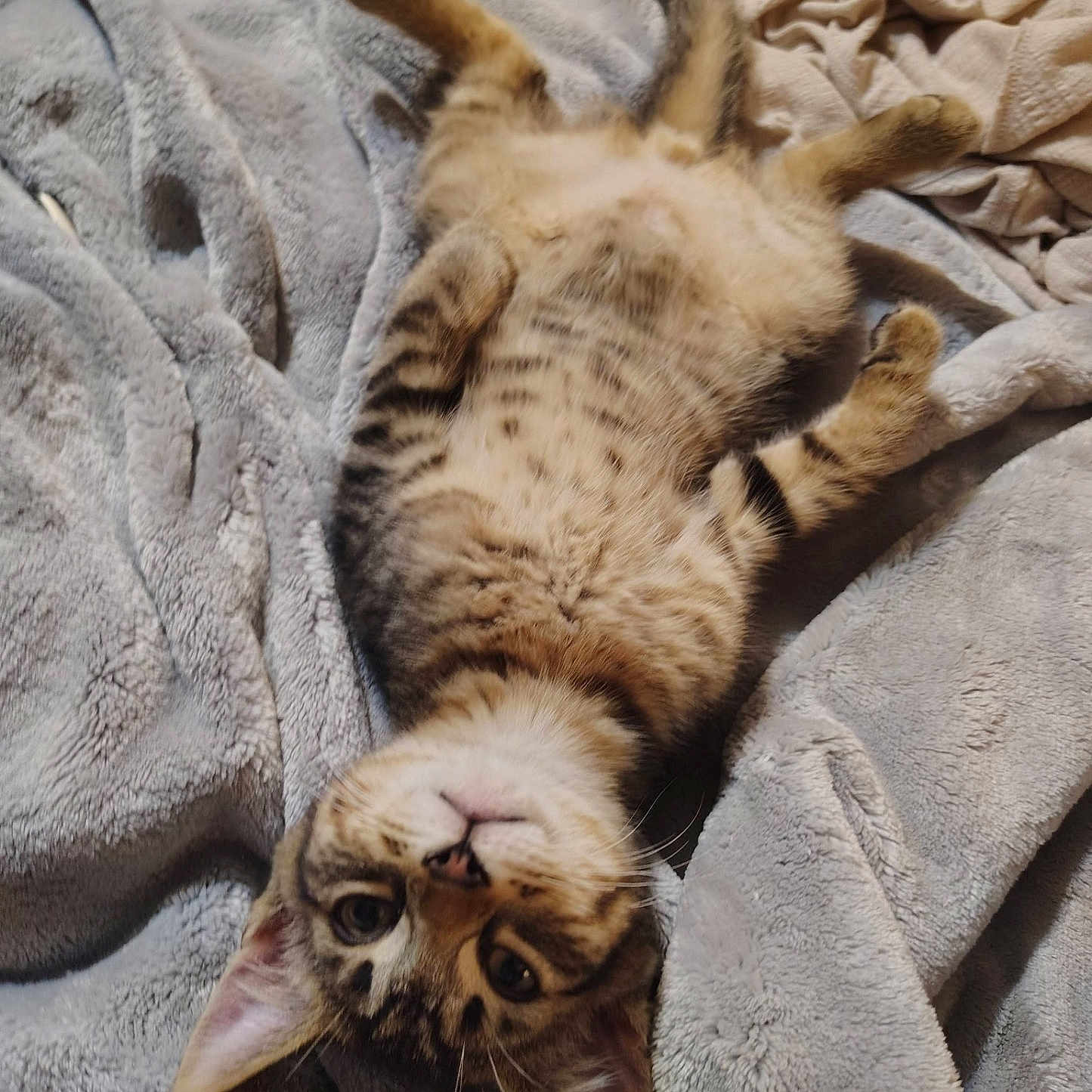Phat Boi is registered to the contest to win money with this photo: kitten, cat, tabby, lying_down, upside_down, blanket, soft_texture, cozy, fur, whiskers, ears, cute, pet, indoor, relaxed, sleepy, animal, young, feline, resting