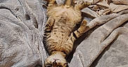 Phat Boi joined the competition — help win amazing prizes! cat, kitten, tabby, lying_down, belly_up, blanket, gray_blanket, bed, indoor, furniture, chair, household_items, cozy, pet, fur, cute, relaxed, playful, animal, resting