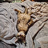 cat, kitten, tabby, lying_down, belly_up, blanket, gray_blanket, bed, indoor, furniture, chair, household_items, cozy, pet, fur, cute, relaxed, playful, animal, resting