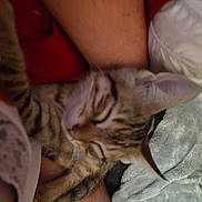 Phat Boi joined the competition — help win amazing prizes! cat, kitten, tabby, sleeping, pet, animal, leg, human, blanket, fur, cozy, indoor, resting, soft, closeup, warm_colors, comfort, cute, companion, relaxation