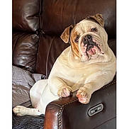 Leona joined the competition — help win amazing prizes! animal, bulldog, companion, couch, cute, dog, domestic, ears, fur, home, indoor, leather_chair, mammal, paw, pet, portrait, recliner, relaxed, resting, snout