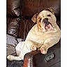 animal, bulldog, companion, couch, cute, dog, domestic, ears, fur, home, indoor, leather_chair, mammal, paw, pet, portrait, recliner, relaxed, resting, snout