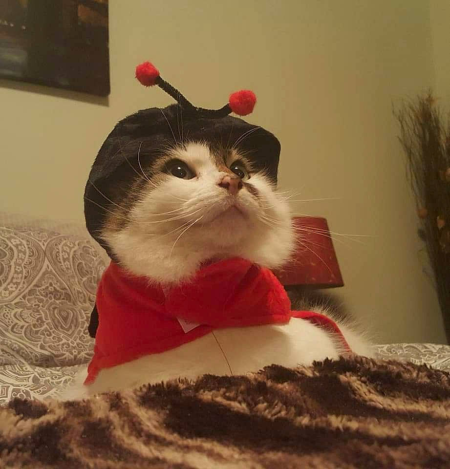 Bowser joined the competition — help win amazing prizes! bow_tie, carmine, carnivore, cat, christmas, comfort, domestic_short_haired_cat, fawn, felidae, flowerpot, fur, holiday, houseplant, moustache, paper_product, paw, small_to_medium_sized_cats, snout, tail, whiskers