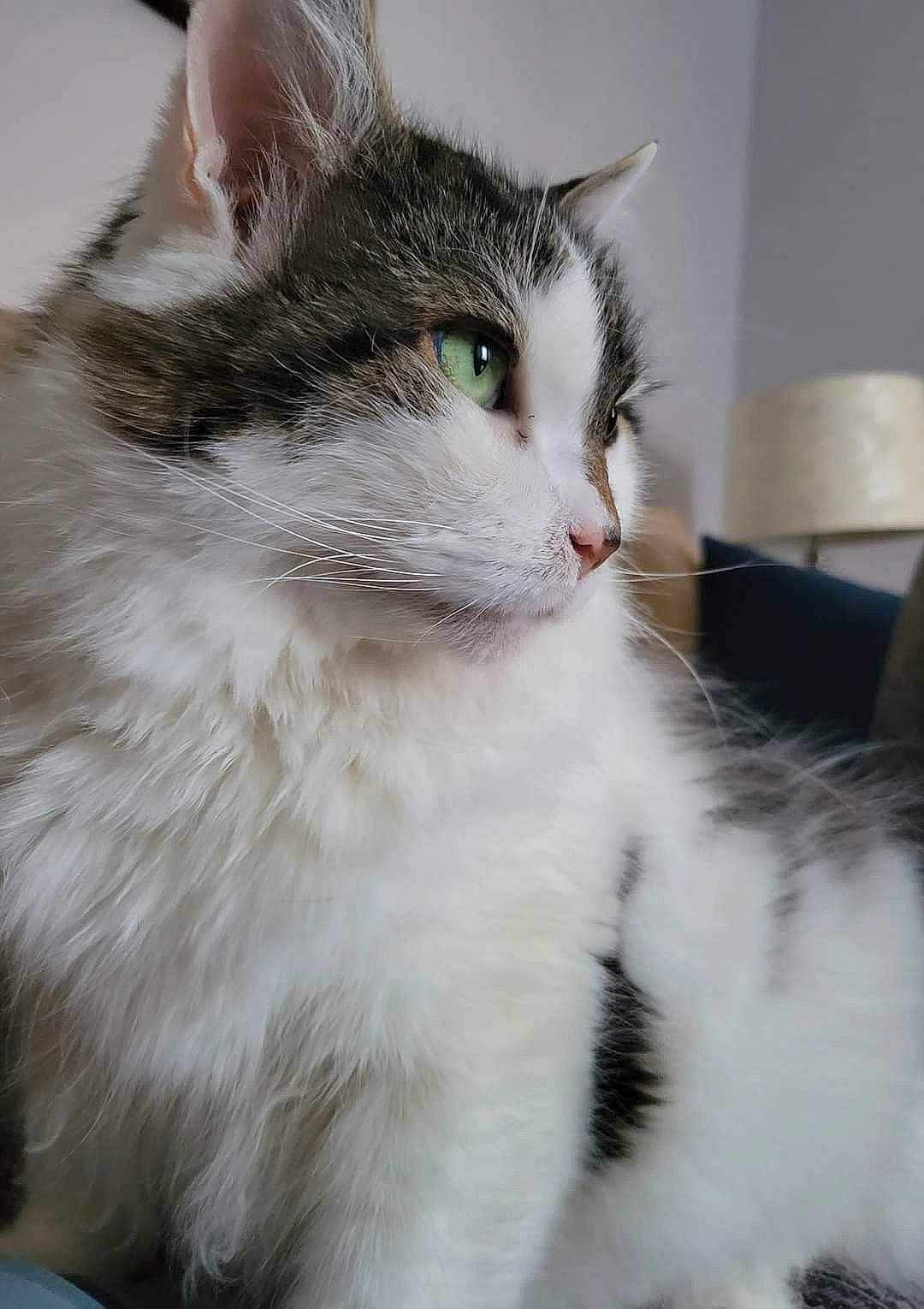 Bowser is registered to the contest to win money with this photo: carnivore, cat, claw, domestic_short_haired_cat, eye, felidae, fur, iris, paw, small_to_medium_sized_cats, snout, tail, whiskers, window