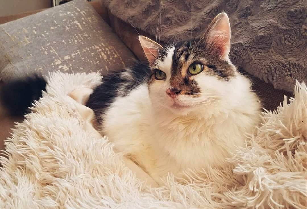 Bowser joined the competition — help win amazing prizes! carnivore, cat, claw, comfort, couch, domestic_short_haired_cat, event, eye, fawn, felidae, fur, grass, natural_material, paw, plant, small_to_medium_sized_cats, snout, tree, whiskers, window