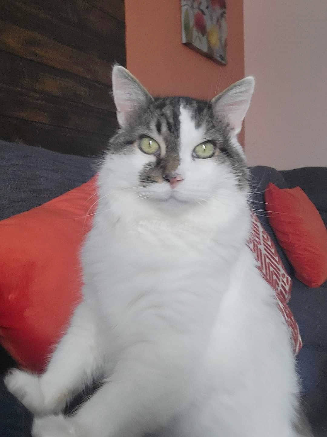 Bowser is registered to the contest to win money with this photo: carnivore, cat, domestic_short_haired_cat, door, felidae, fur, paw, small_to_medium_sized_cats, snout, tail, whiskers, window