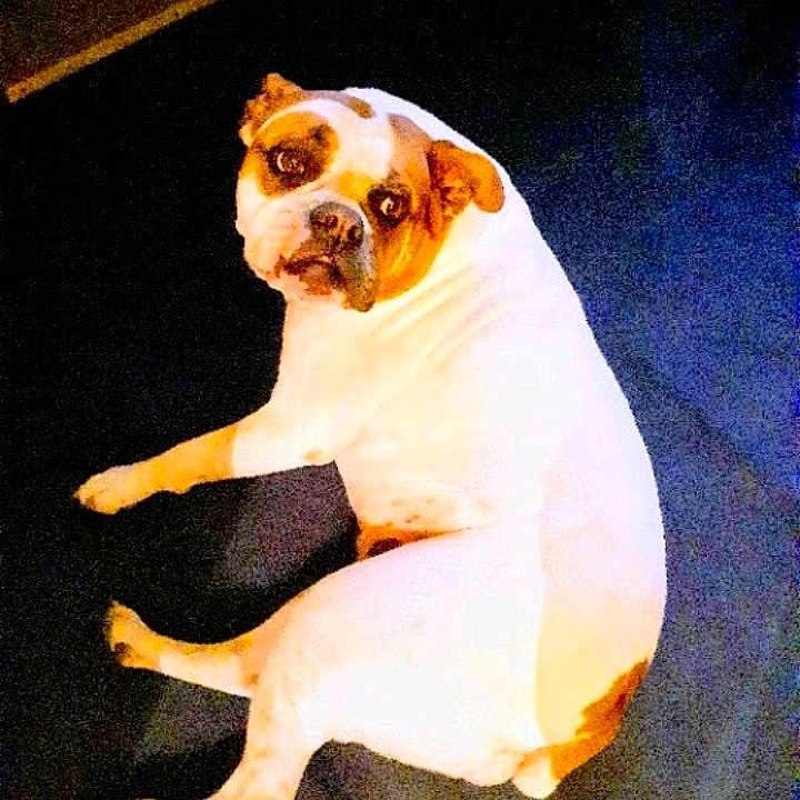 Lulu Lees joined the competition — help win amazing prizes! animal, brown, canine, companion, cute, dog, domestic_animal, ears, expression, four_legs, fur, indoor, looking_up, lying_down, mammal, pet, portrait, resting, short_fur, white