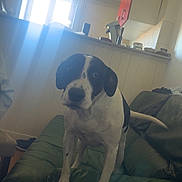 Snoopy a rejoint le concours — aidez-le/la à gagner de superbes lots ! dog, black_and_white, couch, indoor, sunlight, window, furniture, pet, animal, living_room, green, leather, curious, canine, home, daylight, light_beams, relaxation, domestic, companion