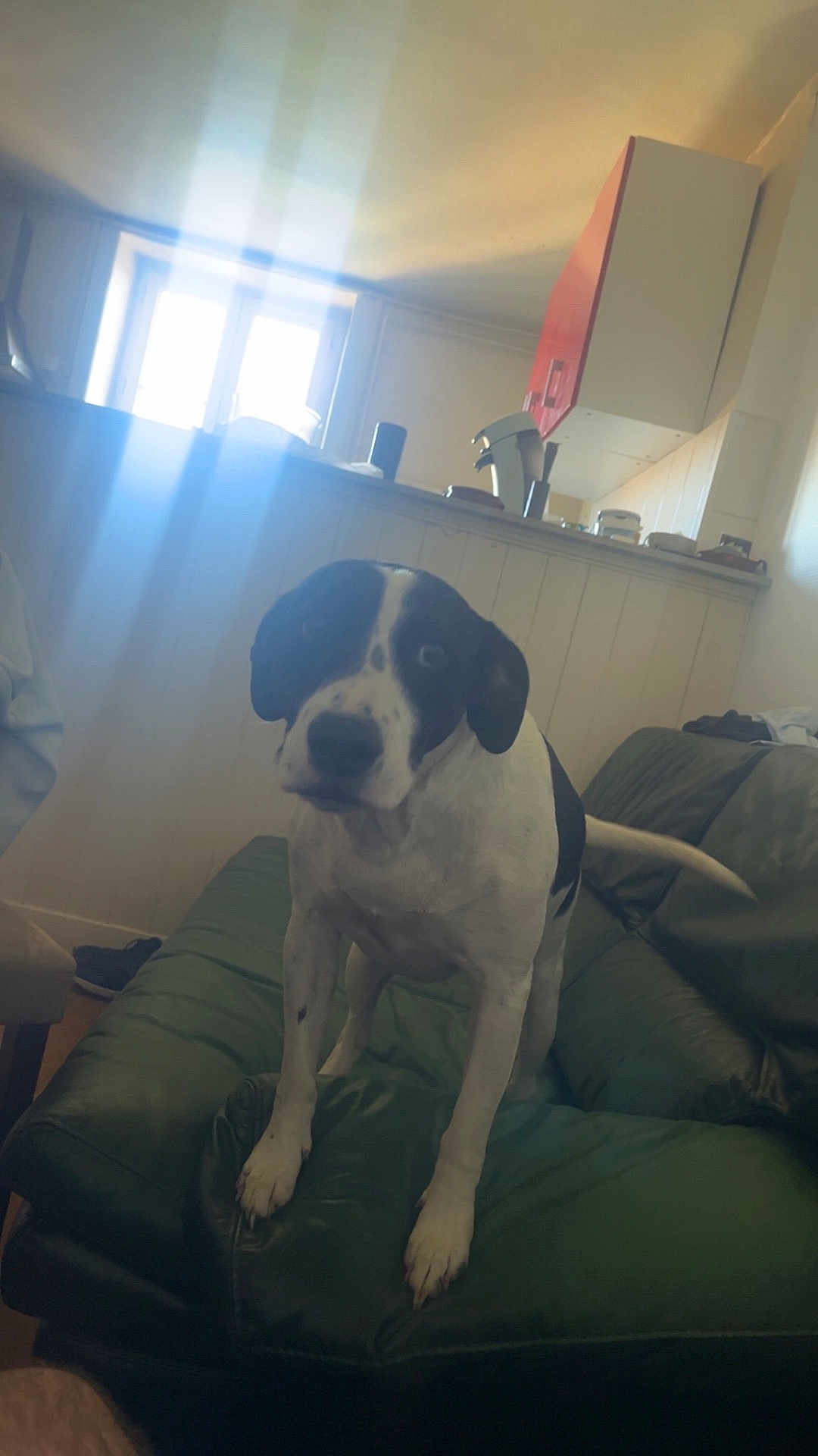 Snoopy a rejoint le concours — aidez-le/la à gagner de superbes lots ! dog, black_and_white, couch, indoor, sunlight, window, furniture, pet, animal, living_room, green, leather, curious, canine, home, daylight, light_beams, relaxation, domestic, companion