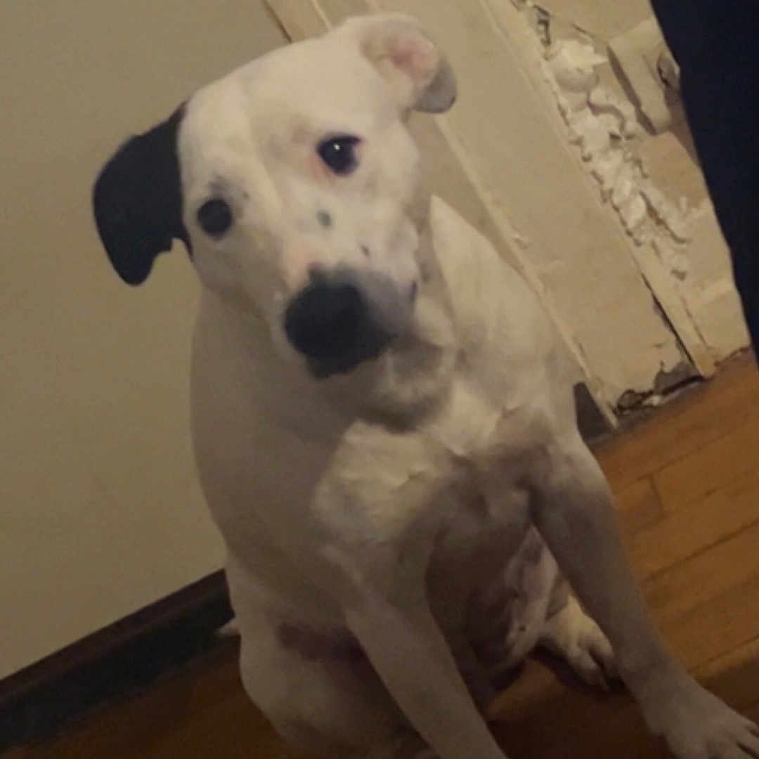 Choupie a rejoint le concours — aidez-le/la à gagner de superbes lots ! animal, black_ear, canine, close_up, companion, curious, dog, domestic_animal, floor, home, indoor, looking, one_animal, peeling_paint, pet, portrait, sitting, wall, white_dog, wooden_floor