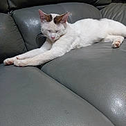 Sparma a rejoint le concours — aidez-le/la à gagner de superbes lots ! animal, brown_markings, cat, cozy, cute, domestic_cat, feline, fur, indoor, leather_couch, paw, pet, pink_nose, quiet, relaxed, resting, sleeping, stretching, whiskers, white_cat
