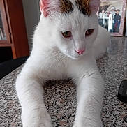 Simba Sparma a rejoint le concours — aidez-le/la à gagner de superbes lots ! animal, brown_markings, cat, closeup, curious, domestic_cat, ears, feline, fur, granite_countertop, home, indoor, paws, pets, pink_nose, portrait, resting, tabletop, whiskers, white_cat