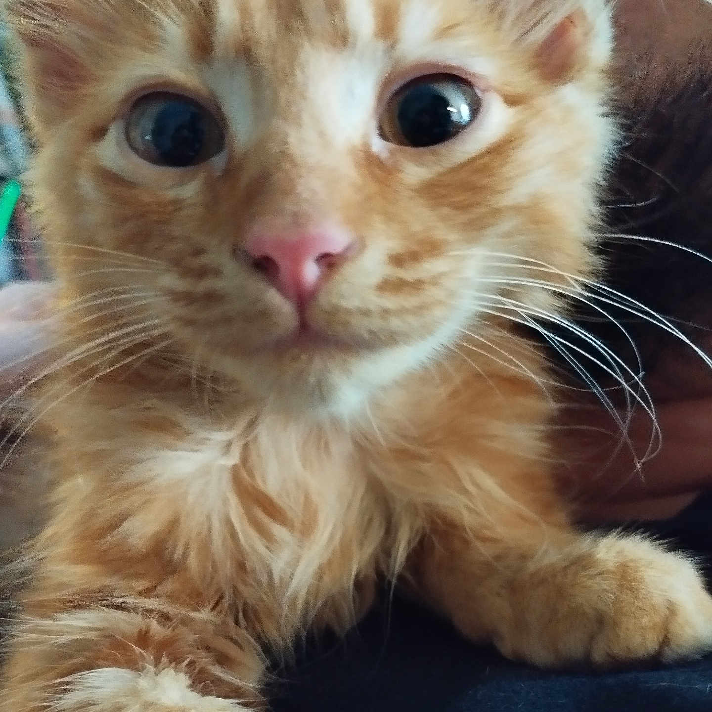 Paprika