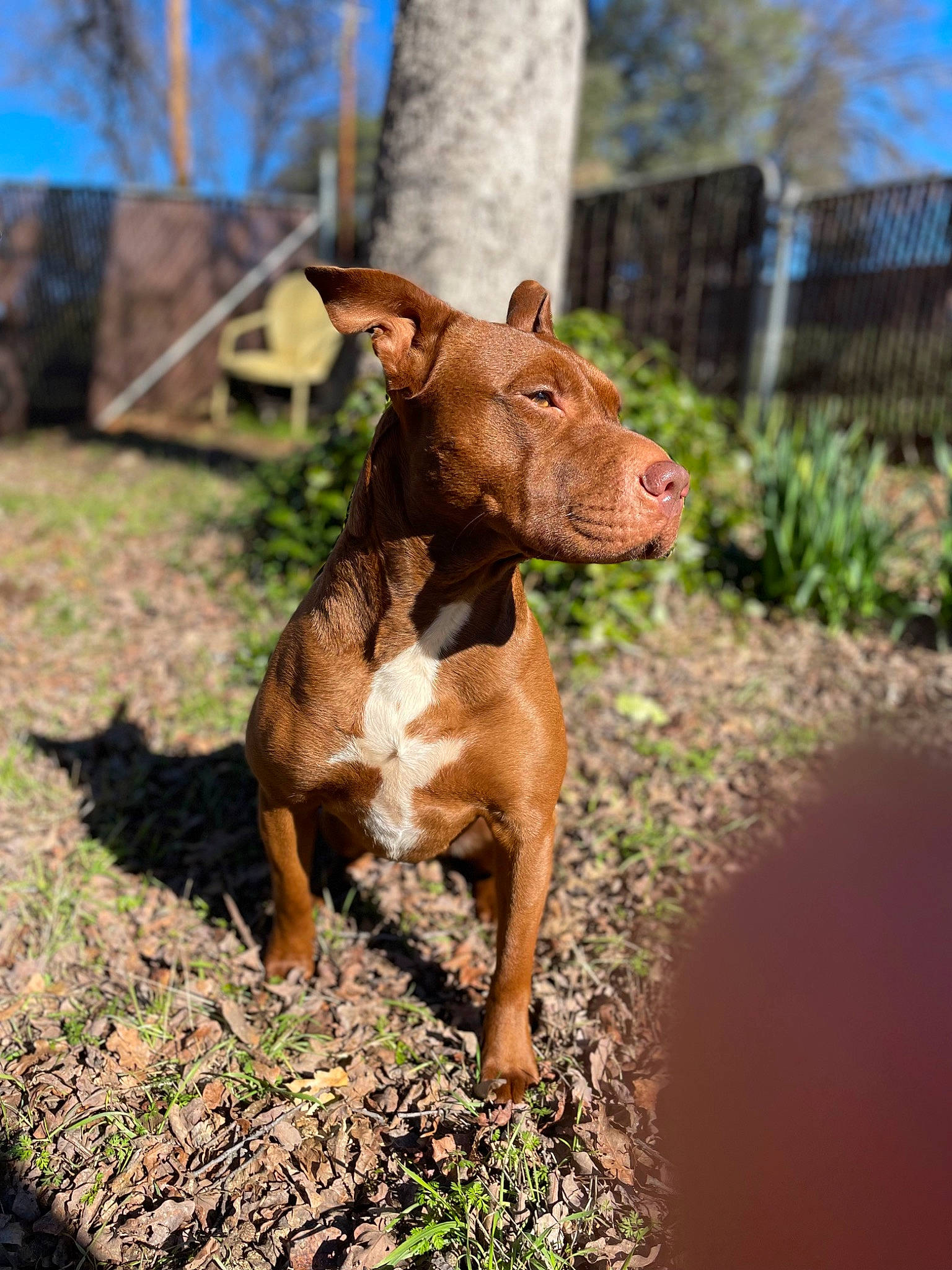 Hazel joined the competition — help win amazing prizes! canidae, carnivore, companion_dog, dog, dog_breed, fawn, grass, landscape, liver, livestock, plant, sky, snout, soil, sporting_group, tail, terrestrial_animal, tree, wood, working_animal