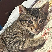 Mary J is registered to the contest to win money with this photo: cat, tabby_cat, striped_fur, feline, pet, animal, face, eyes, ears, whiskers, paws, lying_down, relaxed, sleepy, bed, blanket, floral_pattern, indoor, close_up, portrait