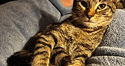 Mary J joined the competition — help win amazing prizes! cat, tabby, kitten, feline, pet, animal, striped_fur, green_eyes, whiskers, ears, lying_down, relaxed, cozy, blanket, bed, indoor, home, portrait, sunlight, photography