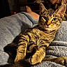 cat, tabby, kitten, feline, pet, animal, striped_fur, green_eyes, whiskers, ears, lying_down, relaxed, cozy, blanket, bed, indoor, home, portrait, sunlight, photography