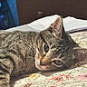 cat, tabby_cat, pet, animal, feline, striped_fur, green_eyes, whiskers, ears, close_up, portrait, lying_down, relaxed, bed, bedspread, floral_pattern, bedroom, indoor, cozy, photography