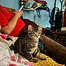cat, tabby_cat, pet, animal, sitting, indoors, blanket, yellow_blanket, couch, person, red_shirt, smartphone, room, furniture, rug, baby_gear, stroller, blue_wall, portrait, cute