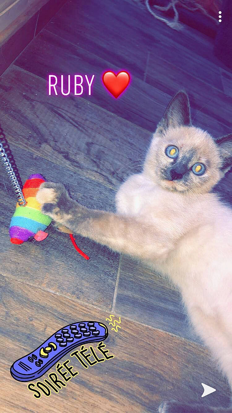 Ruby a rejoint le concours — aidez-le/la à gagner de superbes lots ! asian, carnivore, cat, cat_toy, colorpoint_shorthair, fawn, felidae, kitten, paw, photo_caption, small_to_medium_sized_cats, tail, whiskers