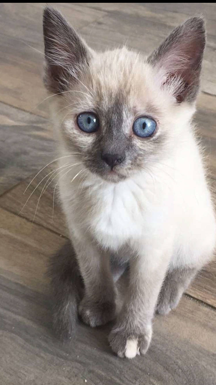Ruby a rejoint le concours — aidez-le/la à gagner de superbes lots ! asian, asian_semi_longhair, balinese, carnivore, cat, eye, felidae, iris, javanese, kitten, mammal, ojos_azules, ragdoll, siamese, small_to_medium_sized_cats, snout, thai, tonkinese, vertebrate, whiskers
