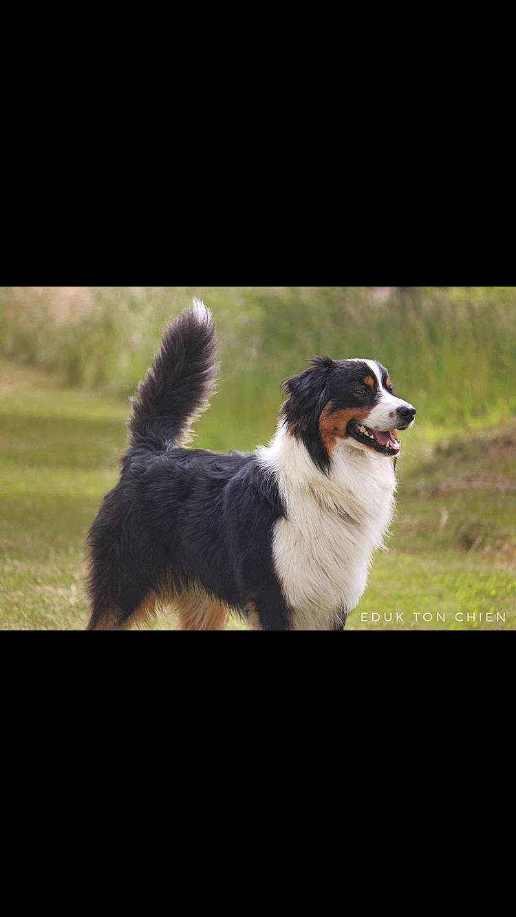 Paddy a rejoint le concours — aidez-le/la à gagner de superbes lots ! australian_collie, australian_shepherd, bernese_mountain_dog, border_collie, canidae, carnivore, companion_dog, dog, dog_breed, english_shepherd, herding_dog, mammal, miniature_australian_shepherd, rare_breed_dog, sporting_group, tornjak, vertebrate, working_dog