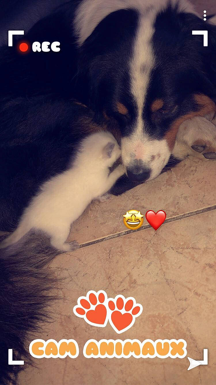 Paddy participe au concours pour gagner de l'argent avec cette photo : australian_shepherd, canidae, carnivore, dog, dog_breed, photo_caption, puppy