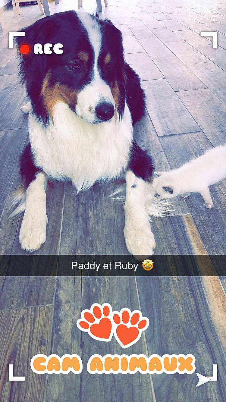 Paddy a rejoint le concours — aidez-le/la à gagner de superbes lots ! ancient_dog_breeds, border_collie, canidae, carnivore, companion_dog, dog, dog_breed, fur, herding_dog, moscow_watchdog, photo_caption, photography, puppy, snout, sporting_group, working_dog