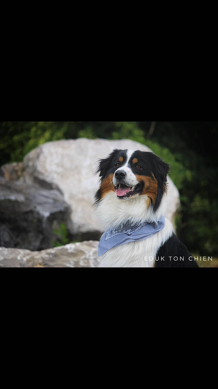 Paddy participe au concours pour gagner de l'argent avec cette photo : australian_shepherd, bernese_mountain_dog, border_collie, canidae, carnivore, companion_dog, dog, dog_breed, english_shepherd, mammal, miniature_australian_shepherd, rare_breed_dog, sporting_group, vertebrate, working_dog
