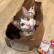 Gojo is registered to the contest to win money with this photo: bag_handle, bell, brown_bag, cardboard, cat, close_up, collar, curious_look, groceries, indoor, juice_box, looking_up, paper_bag, pet, portrait, snacks, welchs, whiskers, wide_eyes, wooden_floor