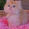 adorable, animal, background, blue_eyes, cat, close_up, confetti, cute, face, fluffy, indoor, kitten, long_hair, peach_colored, pet, pink, pink_nose, portrait, sitting, whiskers