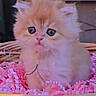 Bergamote a rejoint le concours — aidez-le/la à gagner de superbes lots ! adorable, animal, blue_eyes, blurred_background, cat, close_up, confetti, fluffy, indoor, kitten, large_eyes, long_hair, orange_cat, pet, pink_decoration, pink_nose, portrait, sitting, soft_lighting, whiskers