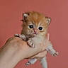 adorable, animal, being_held, blue_eyes, cat, close_up, cute, ears, fluffy, fur, human_hand, indoor, kitten, orange_cat, paw, pet, pink_background, playful, portrait, whiskers
