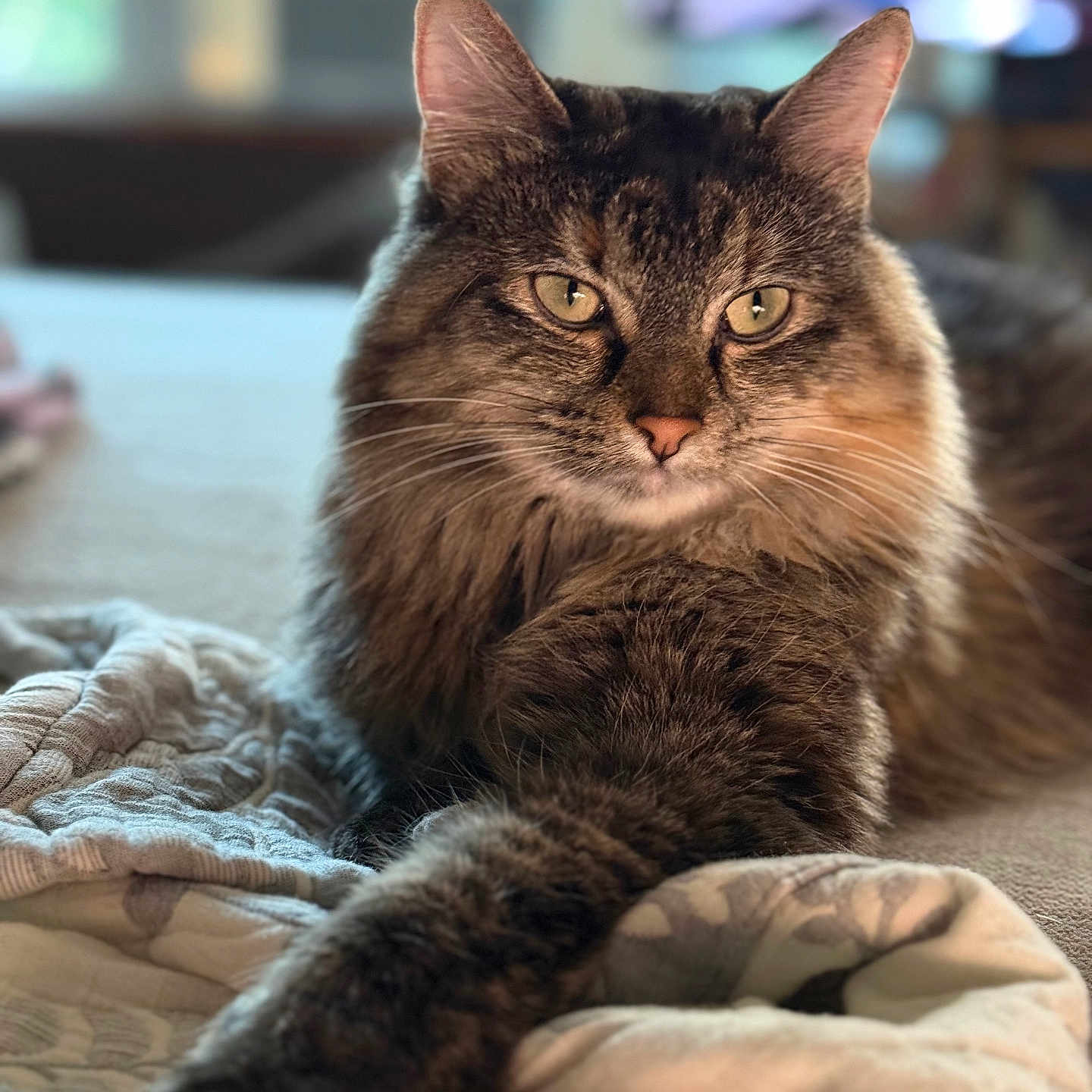 Luna joined the competition — help win amazing prizes! animal, cat, closeup, cute, domestic, ears, feline, fluffy, focused, fur, indoor, laying, paw, pet, portrait, quilt, relaxed, soft, tabby, whiskers
