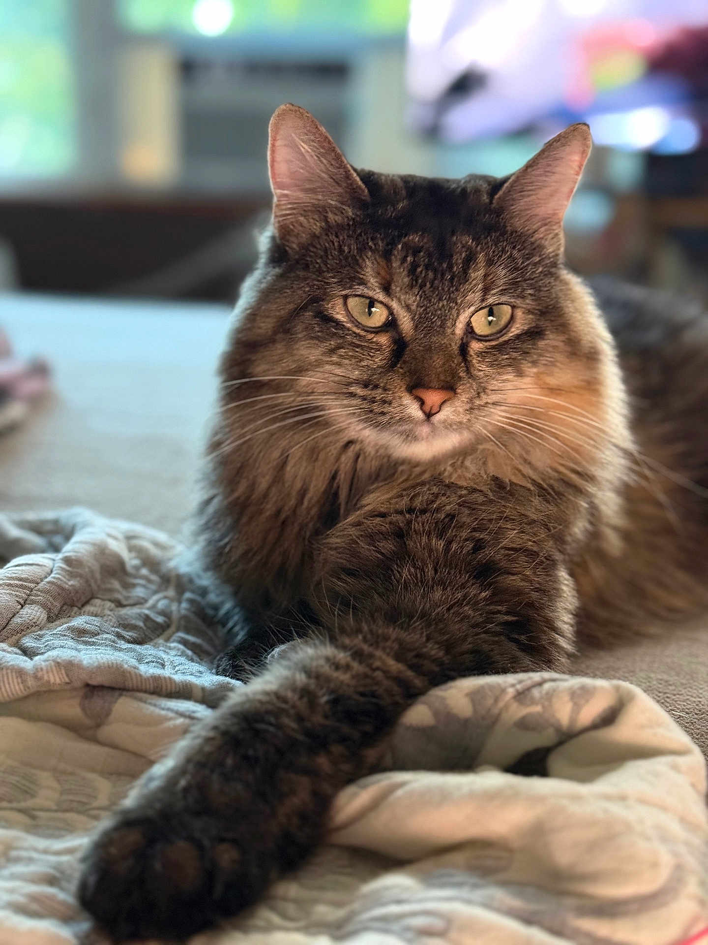 Luna joined the competition — help win amazing prizes! cat, tabby, fluffy, pet, animal, feline, paw, quilt, indoor, relaxed, fur, whiskers, ears, closeup, portrait, cute, domestic, laying, soft, focused