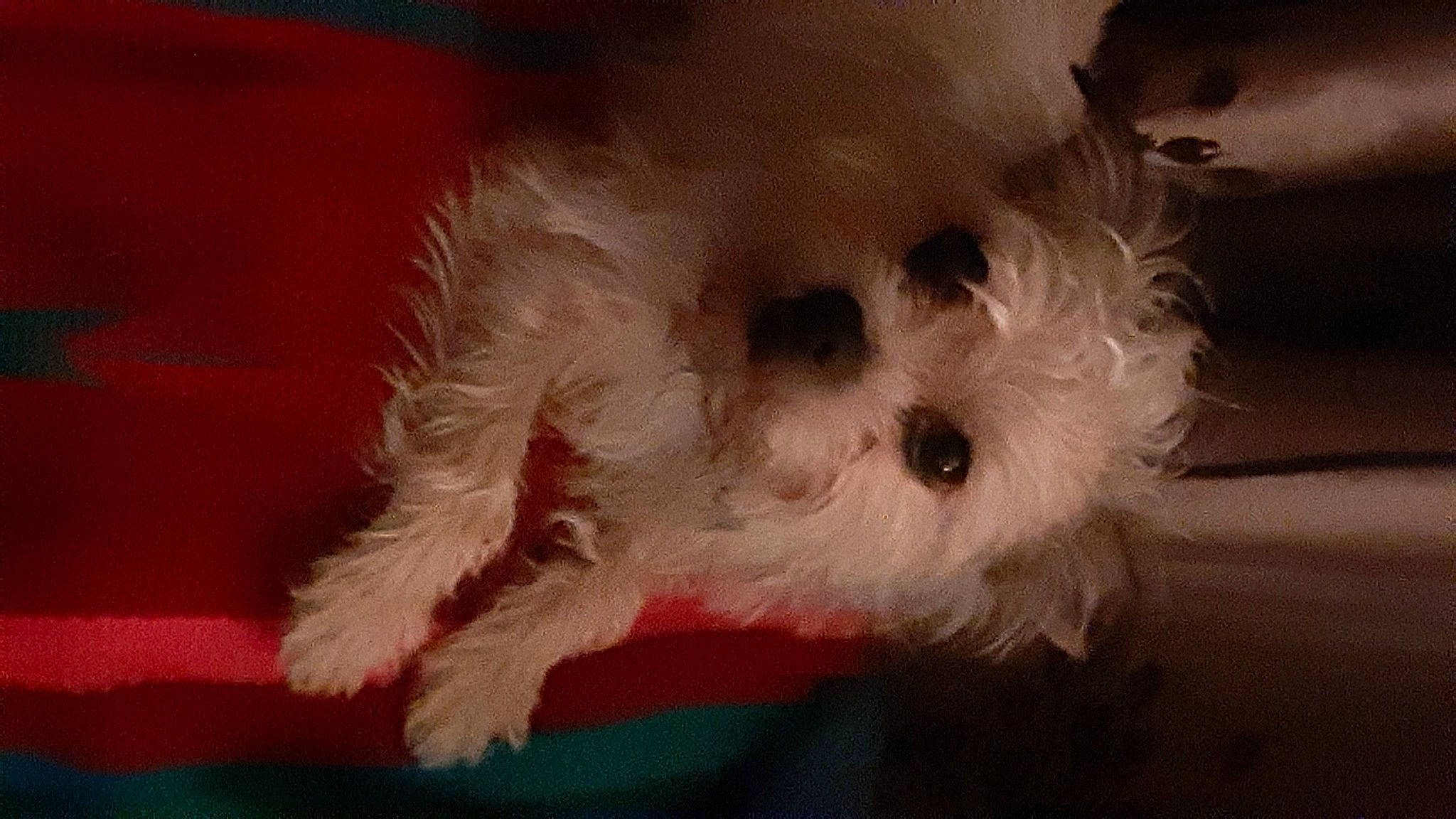 Scruffy is registered to the contest to win money with this photo: bichon, canidae, carnivore, companion_dog, dog, dog_breed, fawn, fur, maltepoo, non_sporting_group, paw, small_terrier, snout, sporting_group, stuffed_toy, tail, terrier, toy_dog, whiskers, working_animal