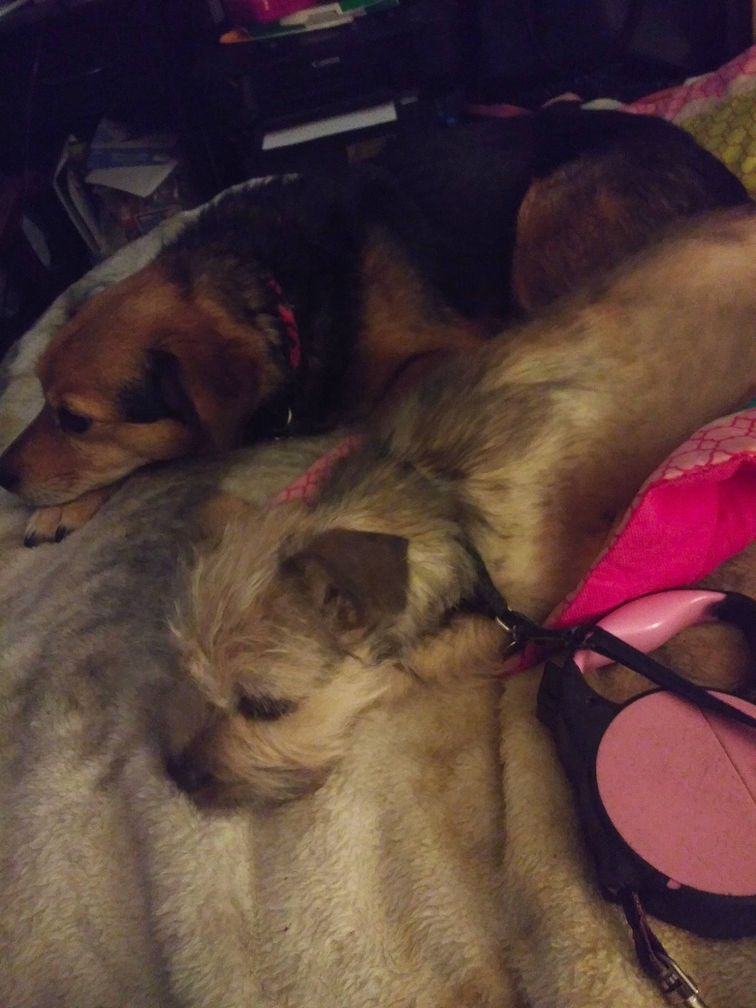 Scruffy joined the competition — help win amazing prizes! canidae, carnivore, dog, dog_breed, fawn, lurcher, snout