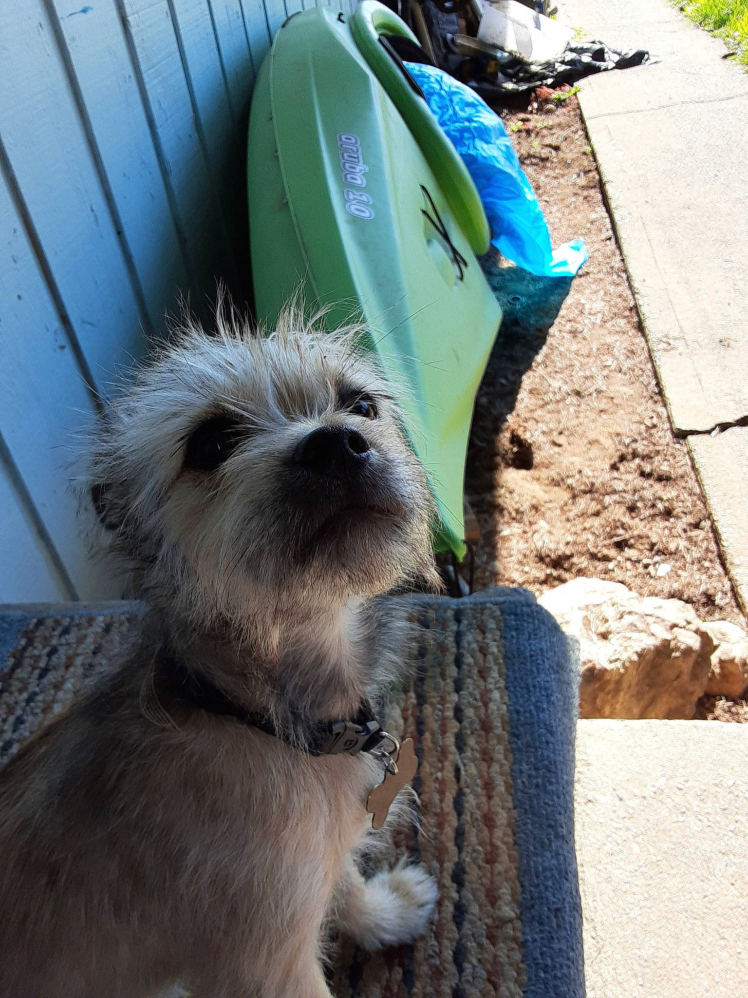 Scruffy is registered to the contest to win money with this photo: cairn_terrier, canidae, carnivore, dog, dog_breed, sapsali, snout, sporting_group, terrier