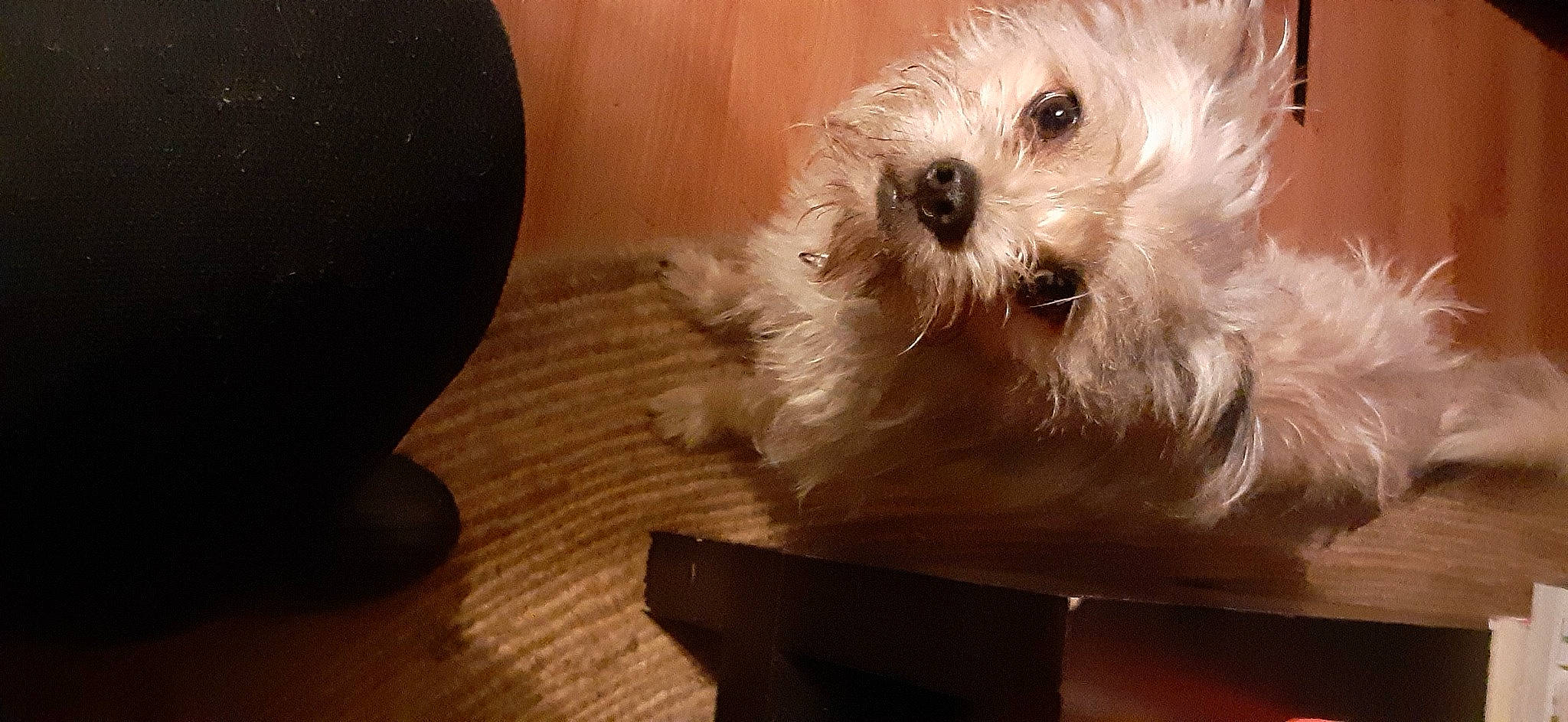 Scruffy is registered to the contest to win money with this photo: canidae, carnivore, companion_dog, dog, dog_breed, flooring, fur, hardwood, maltepoo, non_sporting_group, poodle_crossbreed, small_terrier, sporting_group, terrier, toy_dog, wood, working_animal, yorkipoo