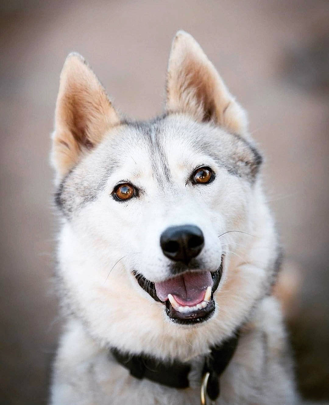 Lecky participe au concours pour gagner de l'argent avec cette photo : alaskan_malamute, canadian_eskimo_dog, canidae, carnivore, dog, dog_breed, east_siberian_laika, greenland_dog, mammal, native_american_indian_dog, northern_inuit_dog, saarloos_wolfdog, sakhalin_husky, seppala_siberian_sleddog, siberian_husky, sled_dog, snout, tamaskan_dog, vertebrate, wolfdog