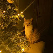Caramel is registered to the contest to win money with this photo: animal, cat, christmas_tree, cozy, cushion, decor, decorations, evening, feline, festive, holiday, home, indoor, lights, ornament, pet, relaxed, seated, soft_light, warm_lighting