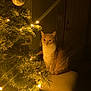 animal, cat, christmas_tree, cozy, cushion, decor, decorations, evening, feline, festive, holiday, home, indoor, lights, ornament, pet, relaxed, seated, soft_light, warm_lighting