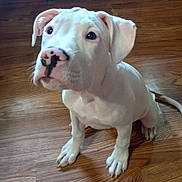 Dixie is registered to the contest to win money with this photo: puppy, dog, white_dog, sitting, floor, wooden_floor, pet, young_dog, curious, animal, indoor, cute, canine, ears, paw, tail, nose, domestic_animal, looking_up, adorable