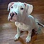 puppy, dog, white_dog, sitting, floor, wooden_floor, pet, young_dog, curious, animal, indoor, cute, canine, ears, paw, tail, nose, domestic_animal, looking_up, adorable